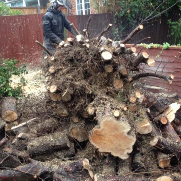 essex tree removal